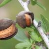 Amandes grillées nature bio – Image 7