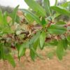 Amandes grillées nature bio – Image 5
