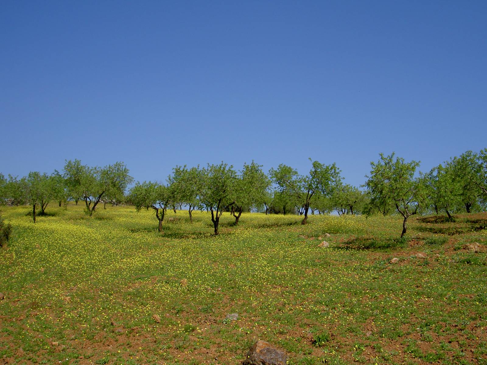 Amandes en poudre bio - Les accents du soleil