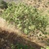 Figues Calabacita – Image 2