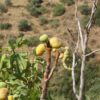 Figues Calabacita – Image 6