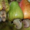 Noix de cajou au Tamari – Image 2
