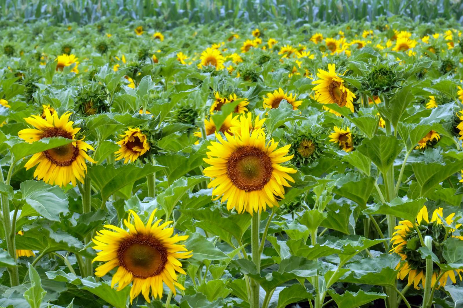 Graines de Chia bio - Les accents du soleil