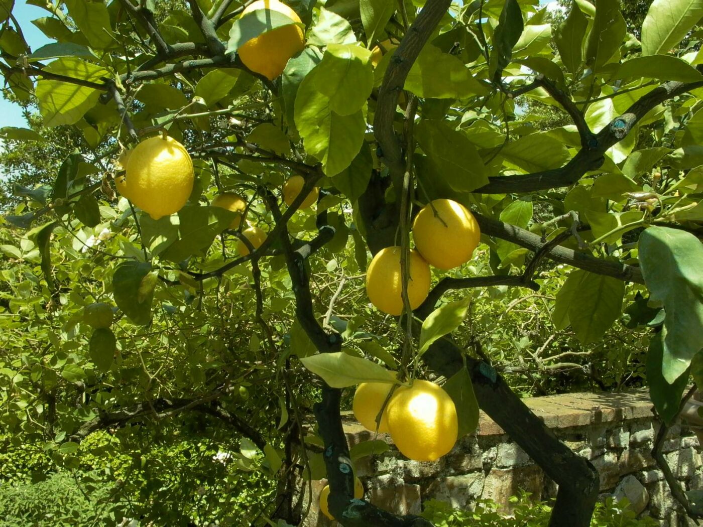 Citrons confits en cube – Image 3