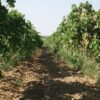 Raisins Sultanines (Blond) – Image 5