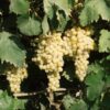 Raisins Sultanines (Blond) – Image 4