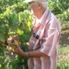 Raisins Sultanines (Blond) – Image 3