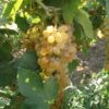 Raisins Sultanines (Blond) – Image 2