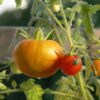 Tomates séchées – Image 2