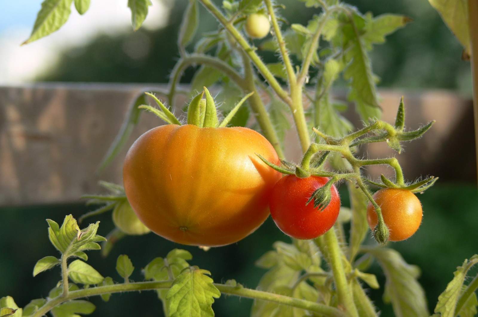 Tomates Séchées 100g Bio